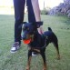 MI PINSCHER MILO !!!